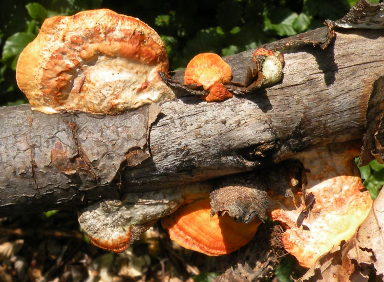 Pycnoporus cinnabarinus? (Pycnoporus cinnabarinus)